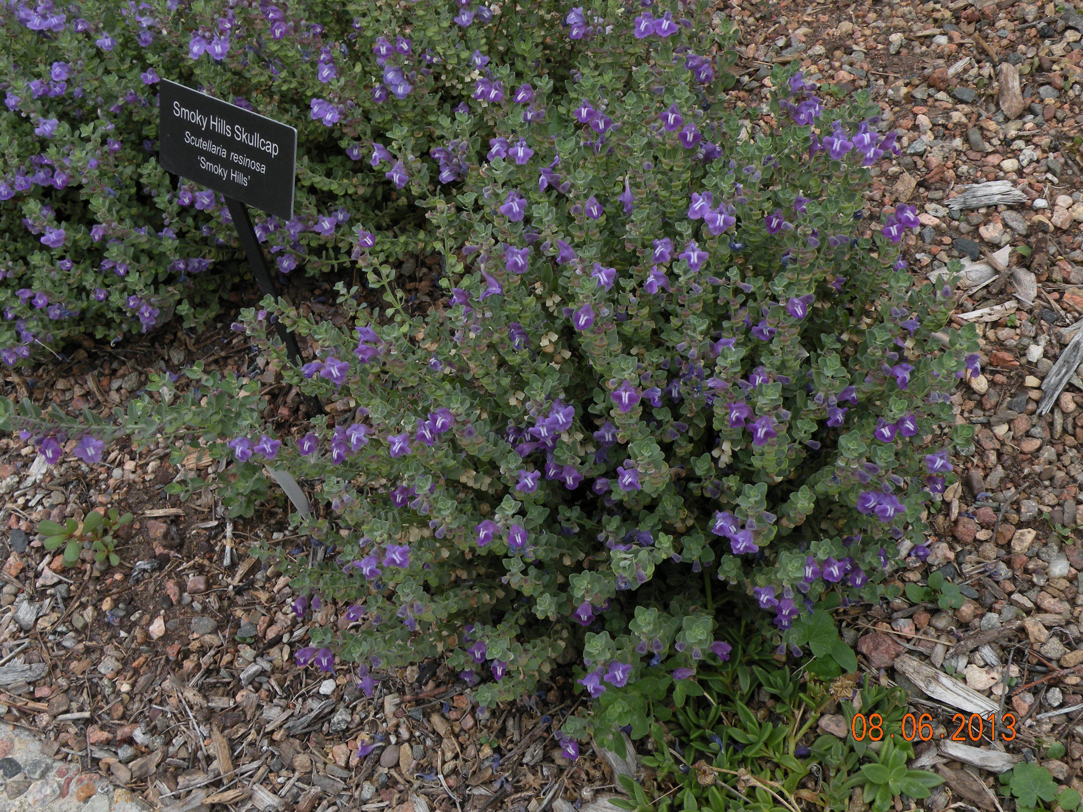 Smoky Hills Skullcap